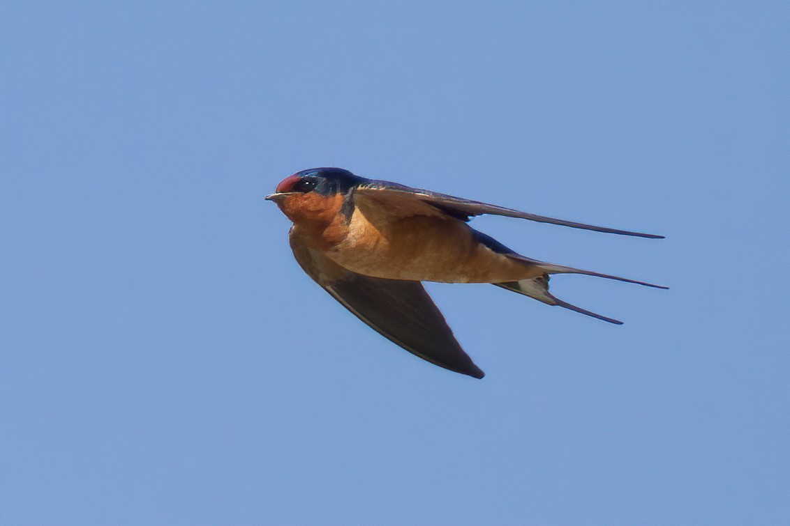 Barn Swallow (American) - ML244418091