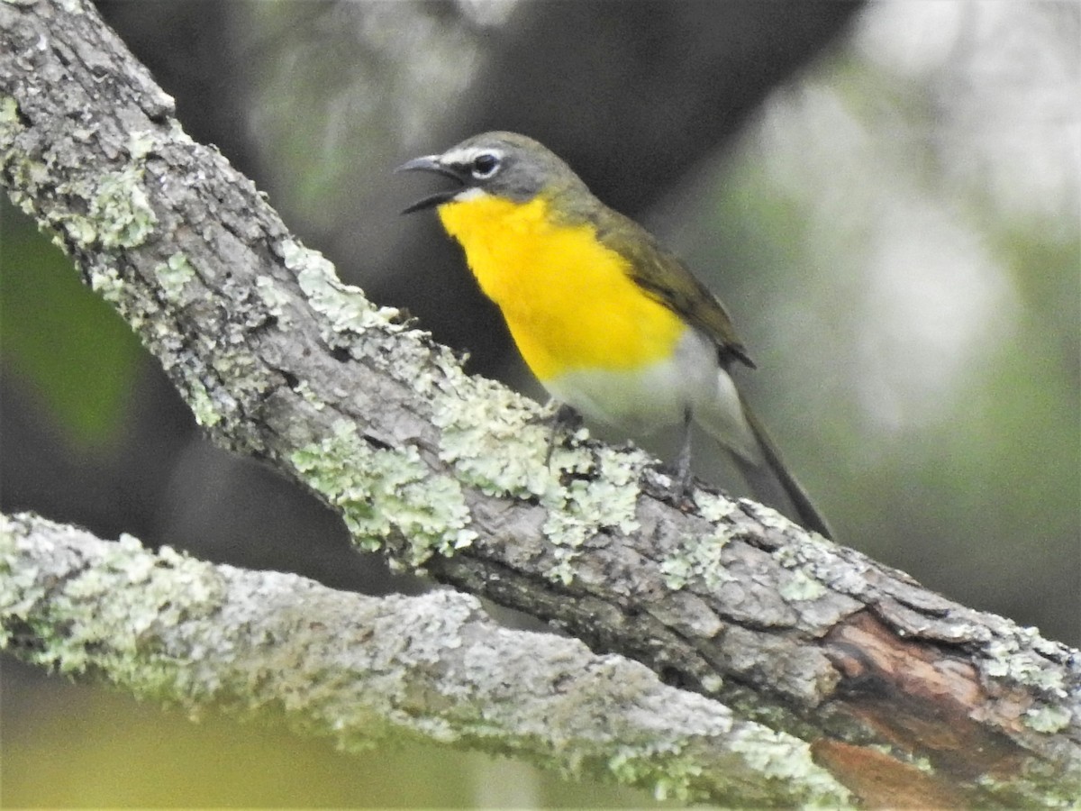 Yellow-breasted Chat - ML244418671