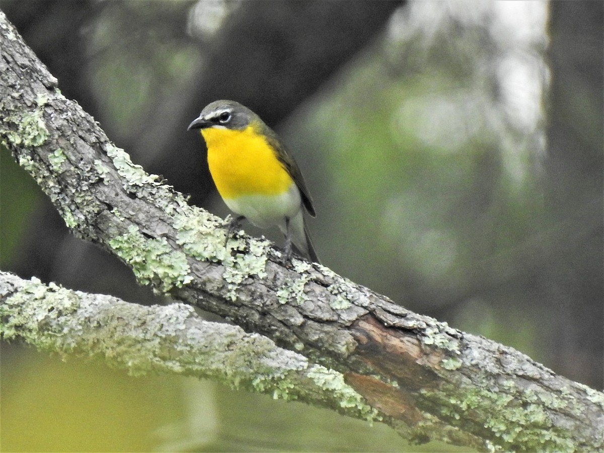 Yellow-breasted Chat - ML244418691