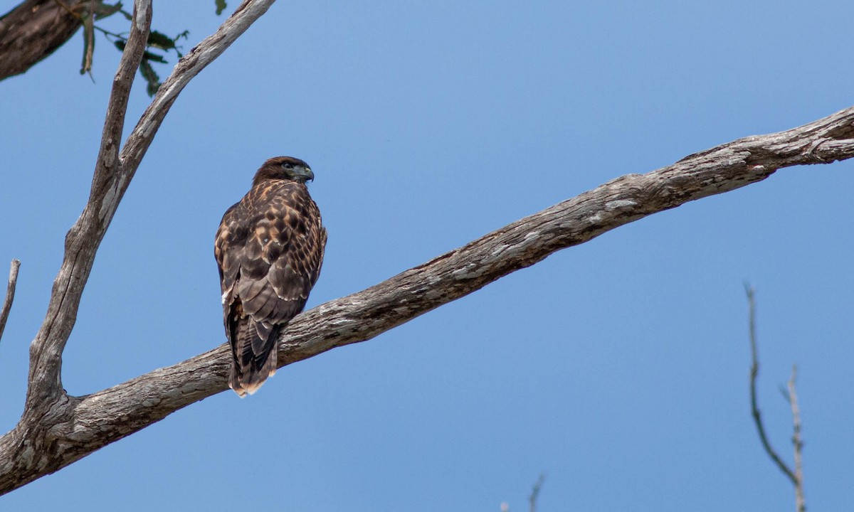 Red-tailed Hawk (calurus/alascensis) - ML244419131