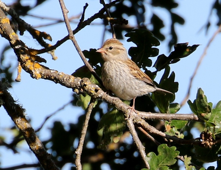 Chipping Sparrow - ML244421501