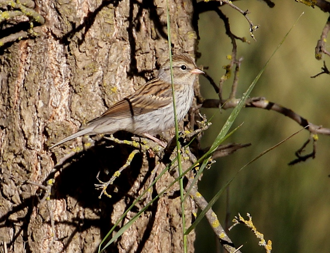 Chipping Sparrow - ML244421551