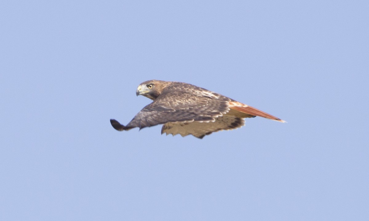 Red-tailed Hawk (borealis) - Brian Sullivan