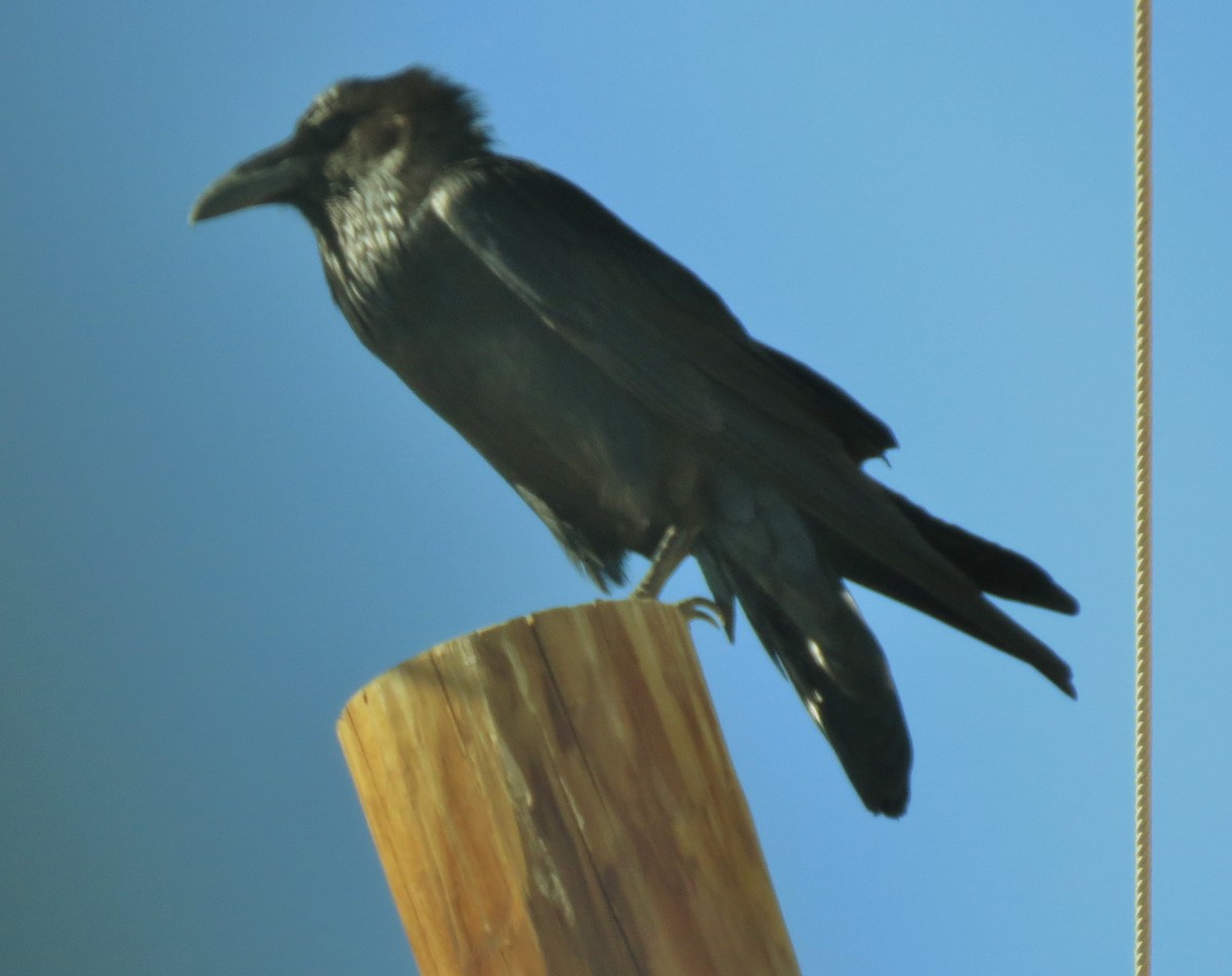 Common Raven - ML24442621