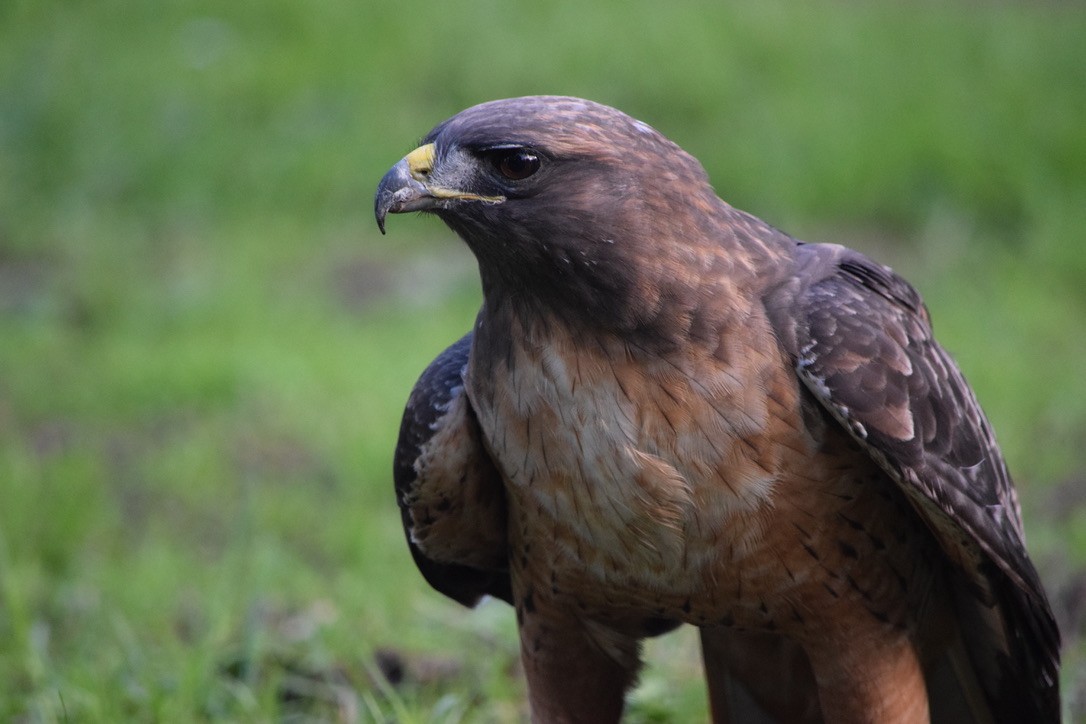Red-tailed Hawk - Michaela Figari