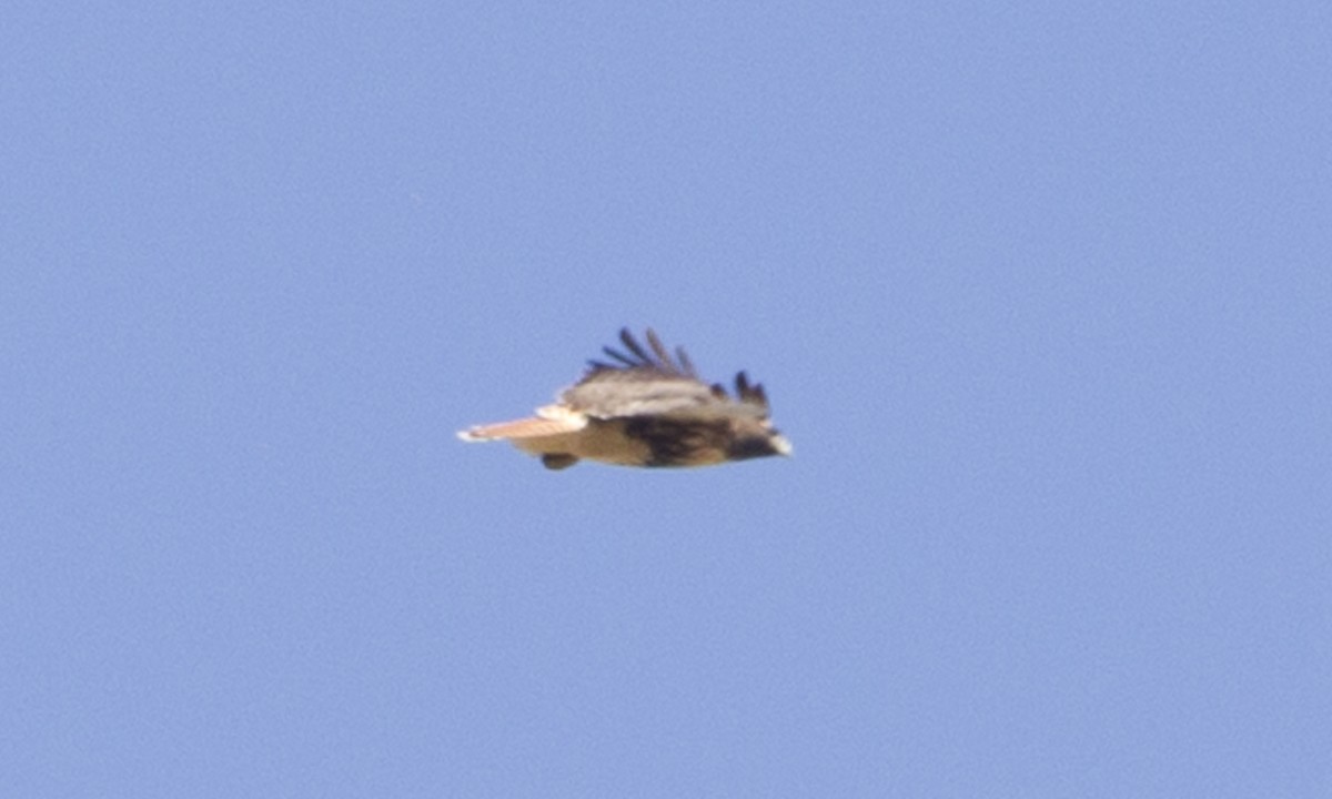 Red-tailed Hawk (abieticola) - ML244427111