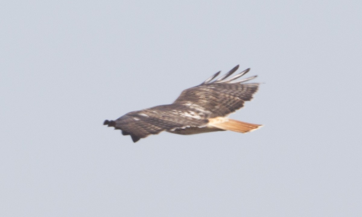 Red-tailed Hawk (borealis) - ML244427431
