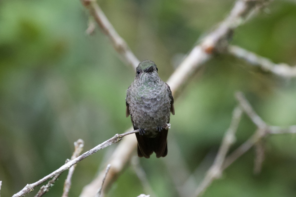 Sombre Hummingbird - ML244427651