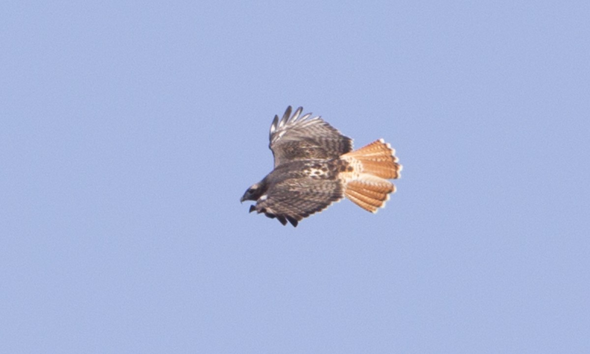 Red-tailed Hawk (abieticola) - ML244427801