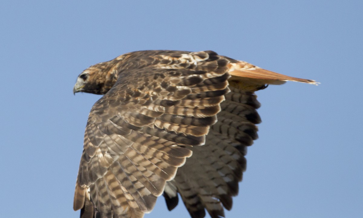 Red-tailed Hawk - ML244428371