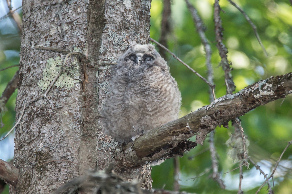 Long-eared Owl - Barry Lyons