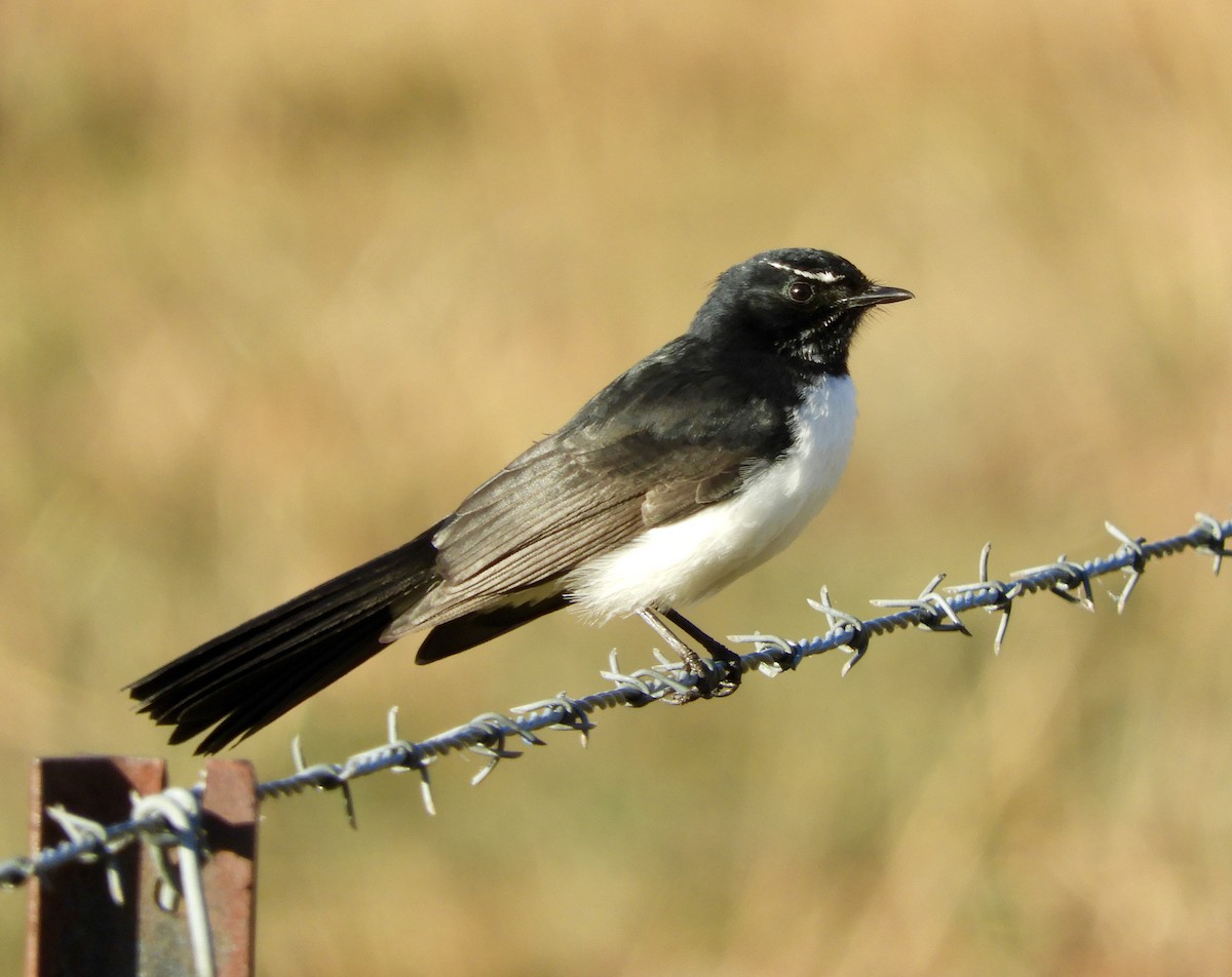 Willie-wagtail - ML244439561