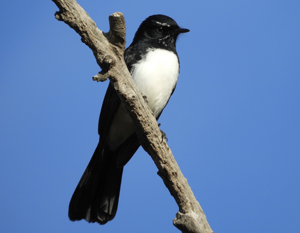 Willie-wagtail - ML244439571