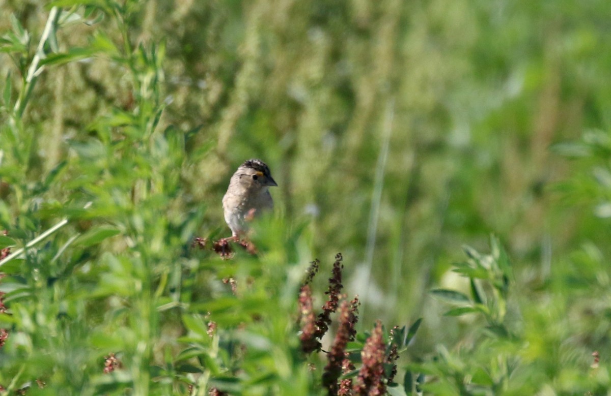Grasshopper Sparrow - ML244443111