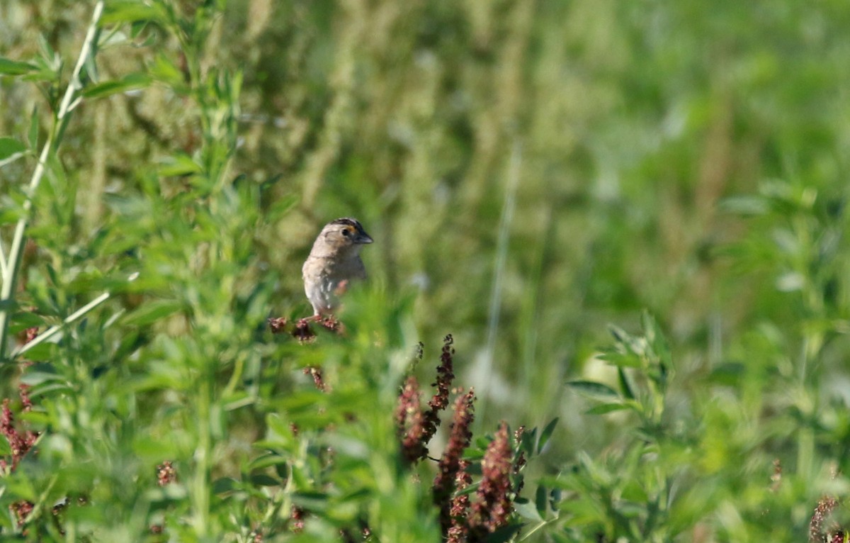 Grasshopper Sparrow - ML244443121