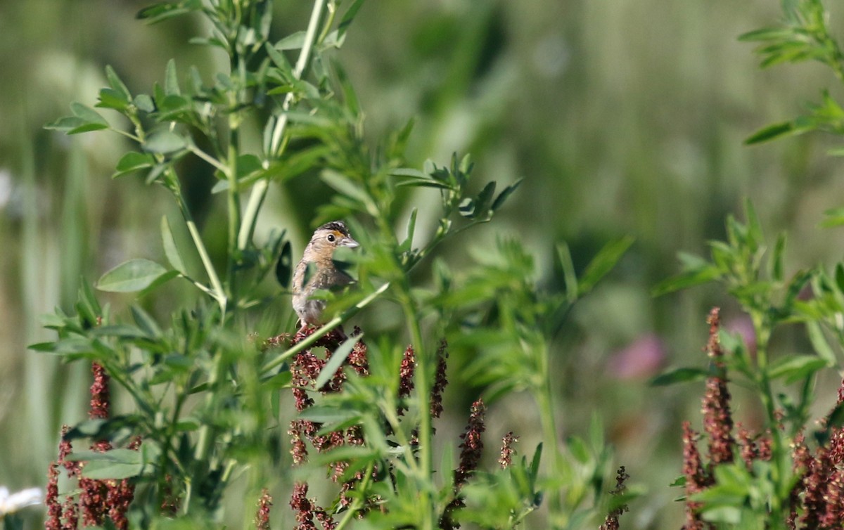 Grasshopper Sparrow - ML244443151