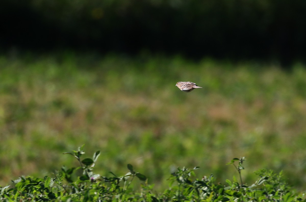 Grasshopper Sparrow - ML244443161