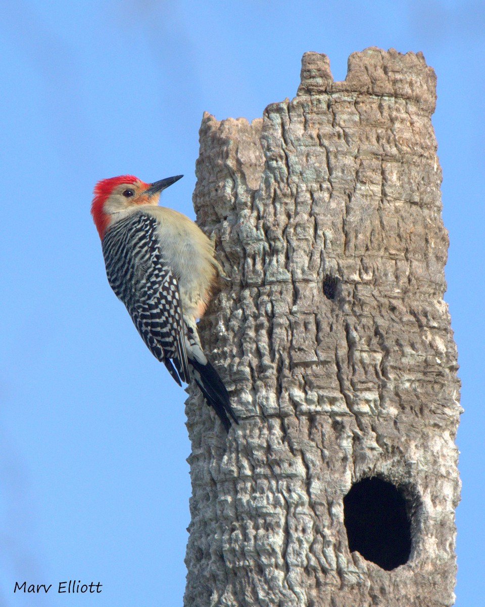 Red-bellied Woodpecker - ML24444361