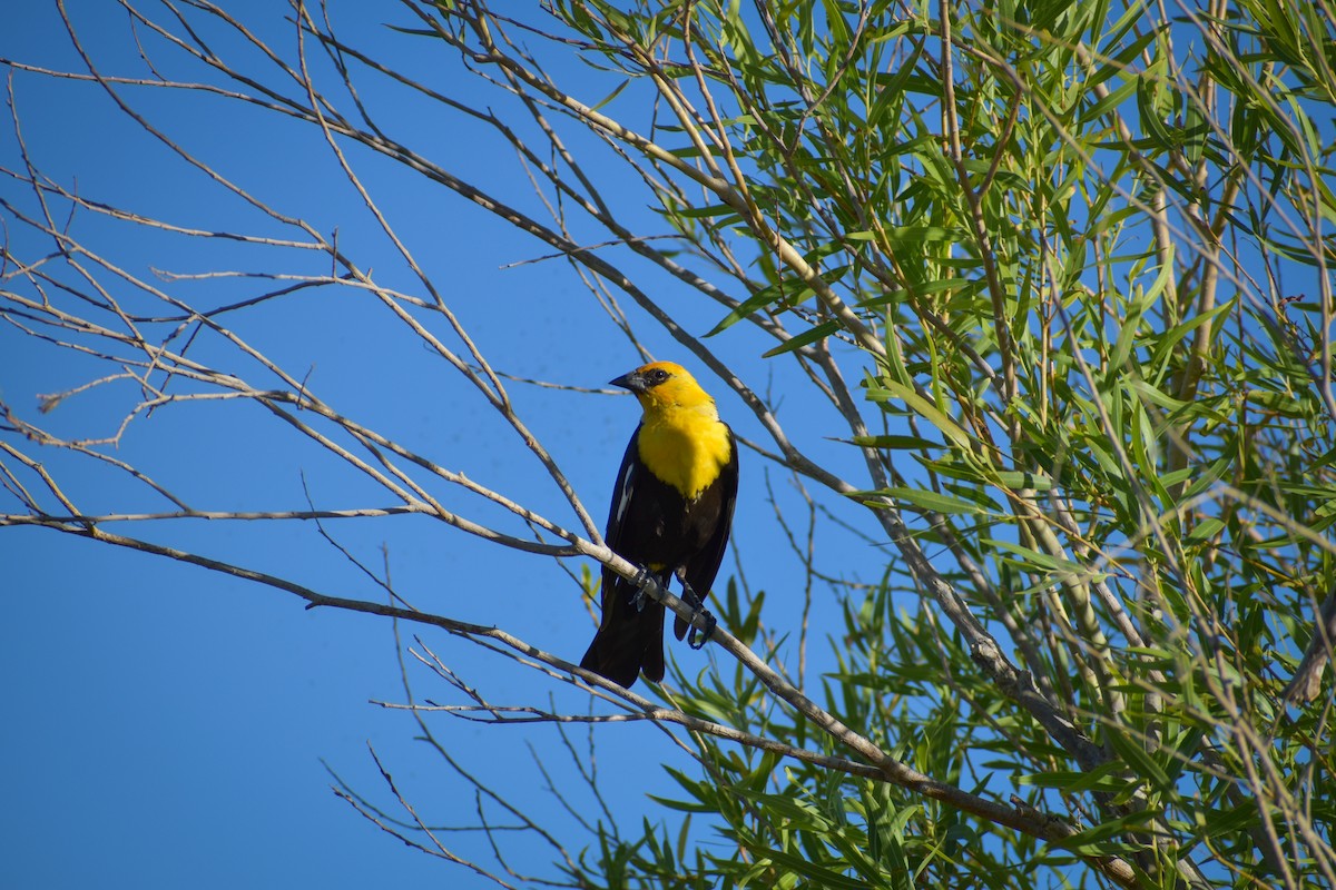 Yellow-headed Blackbird - ML244444071