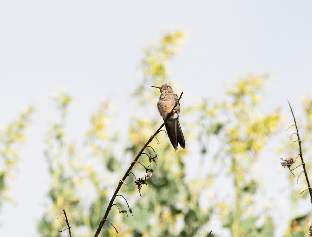 Giant Hummingbird - ML244444731
