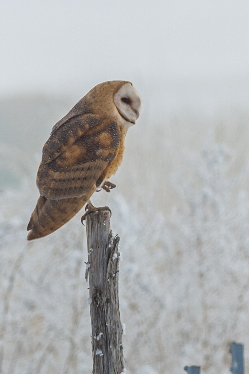 Barn Owl - Easton Parkhurst