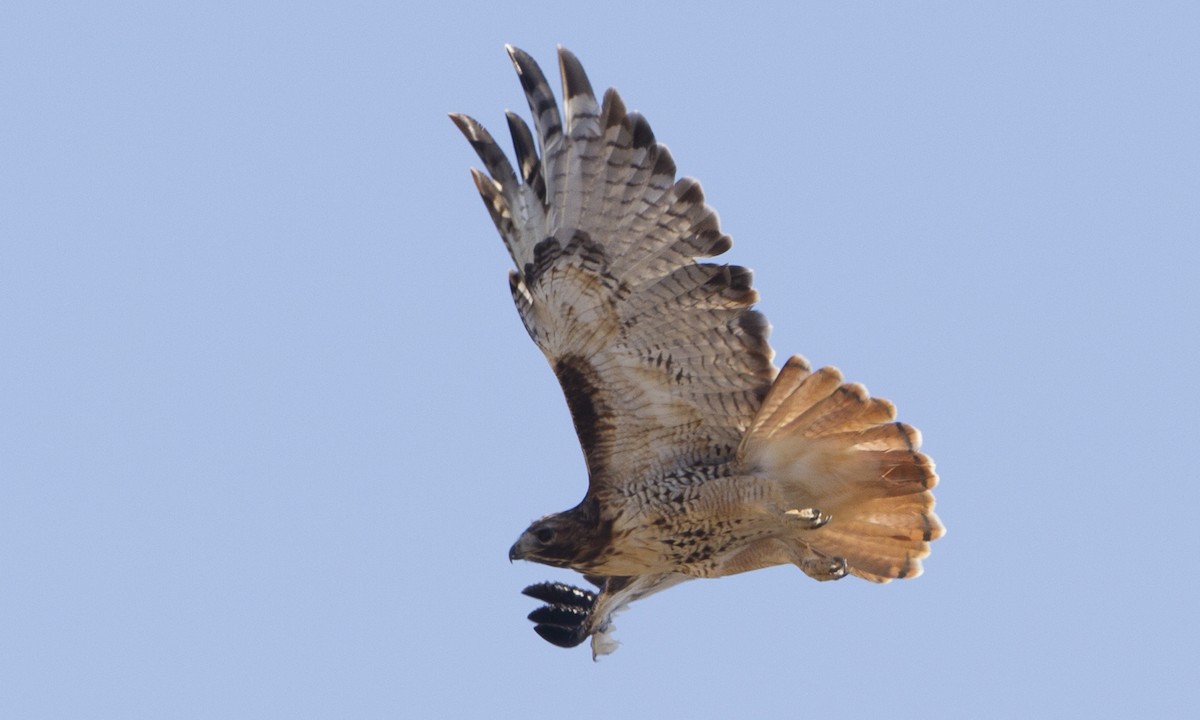 Red-tailed Hawk - ML244450191