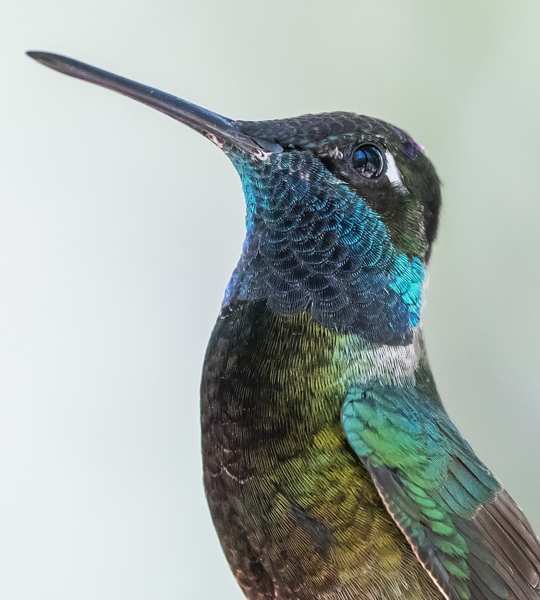 Rivoli's Hummingbird - ML244452041