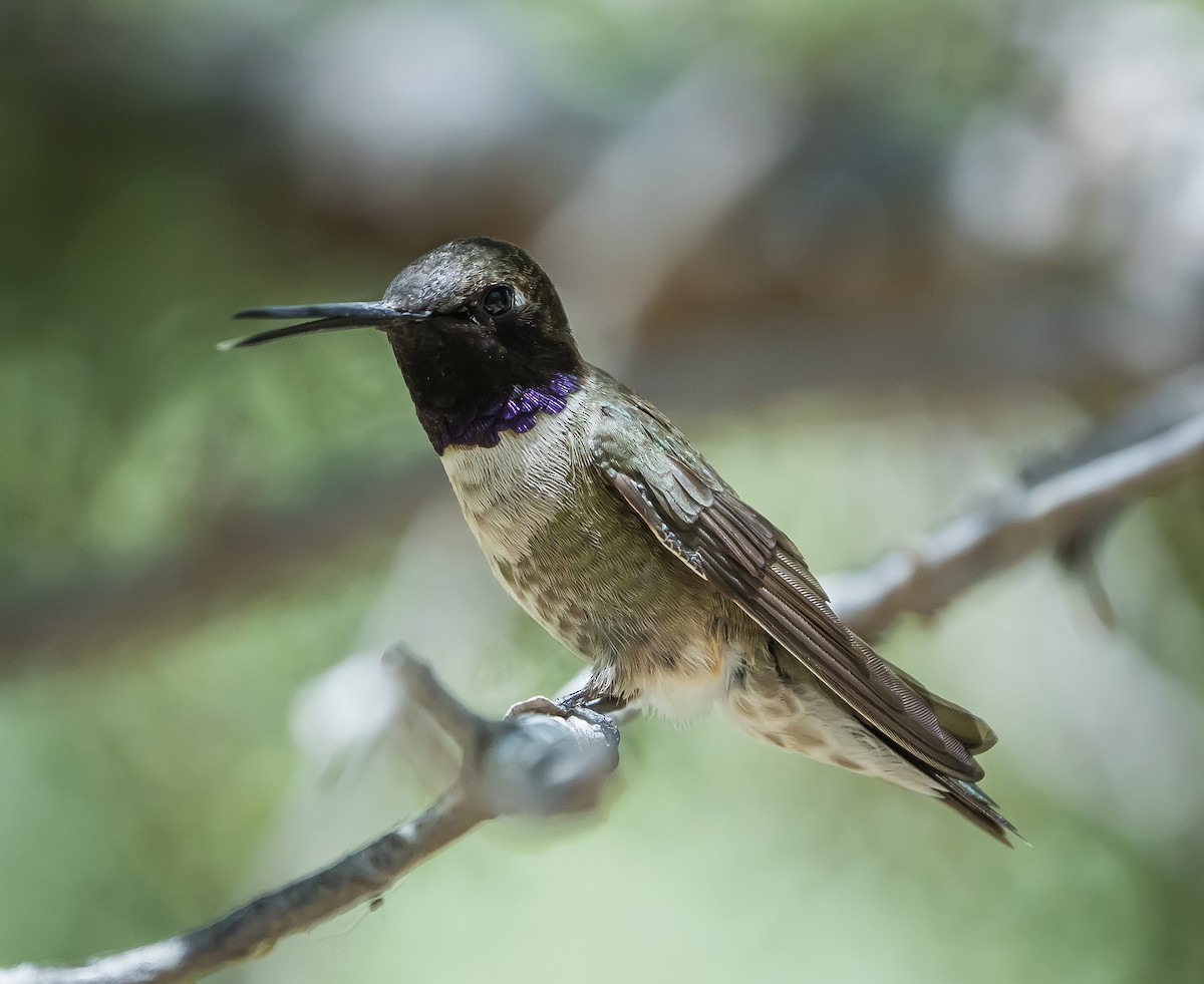 Black-chinned Hummingbird - ML244452061