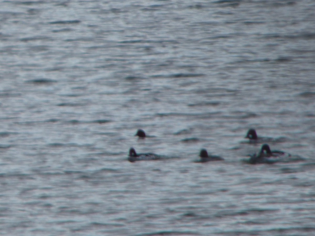 Long-tailed Duck - ML24445241