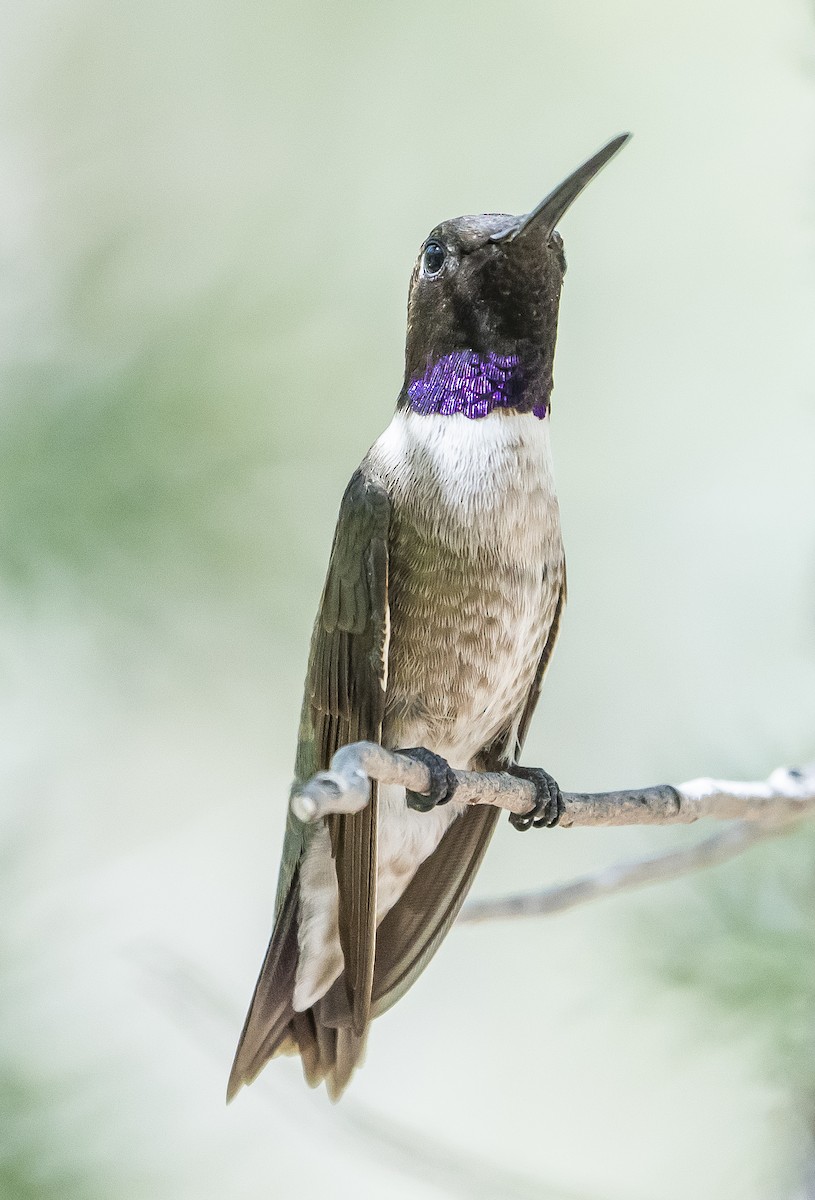 Black-chinned Hummingbird - ML244452421
