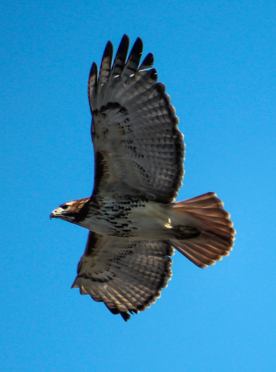 Red-tailed Hawk - ML24445441