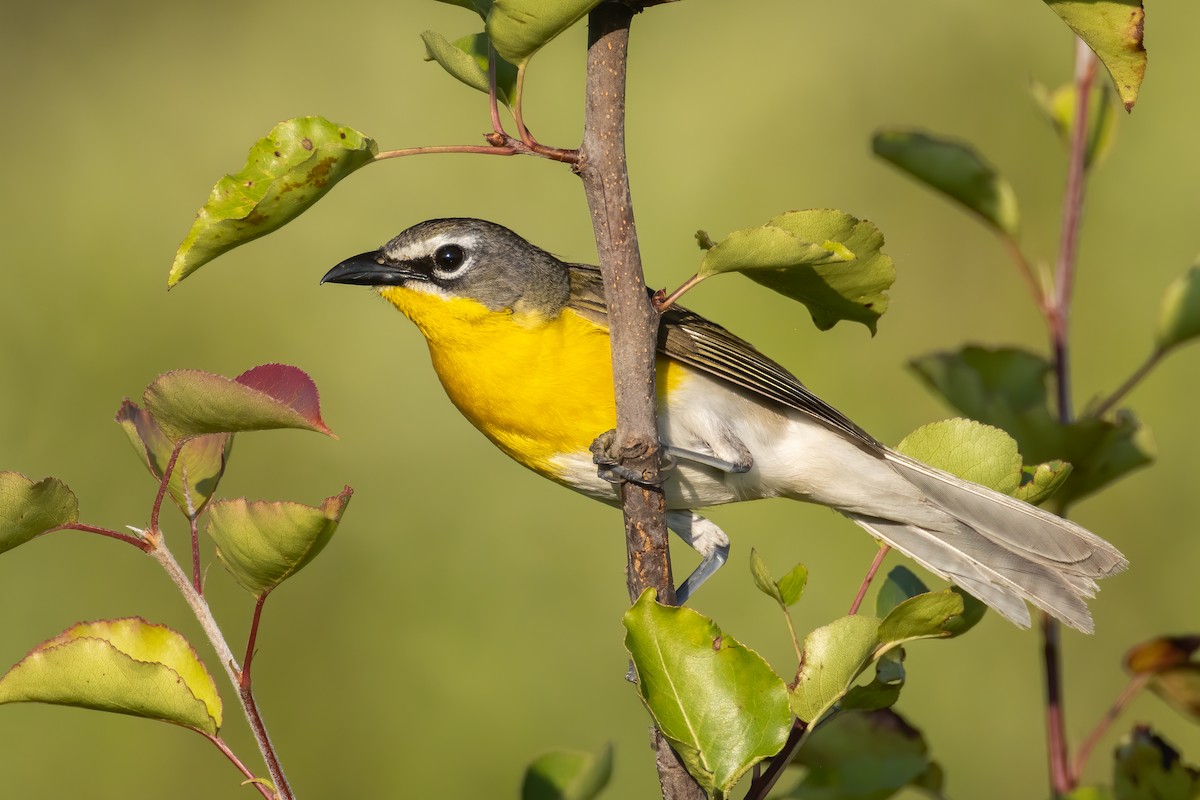 Yellow-breasted Chat - Ryan Sanderson