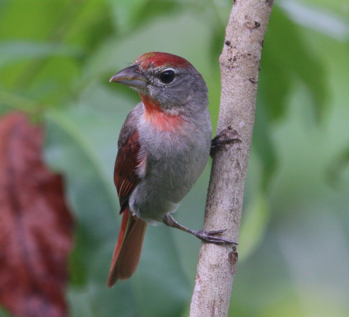 Rose-throated Tanager - ML244463731