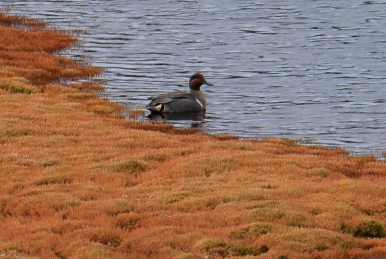 Green-winged Teal - ML244464721