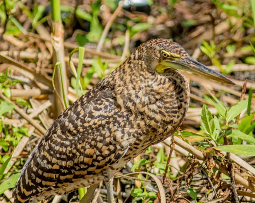 Bare-throated Tiger-Heron - Mike Weber