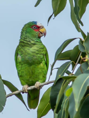 White-fronted Parrot - Mike Weber