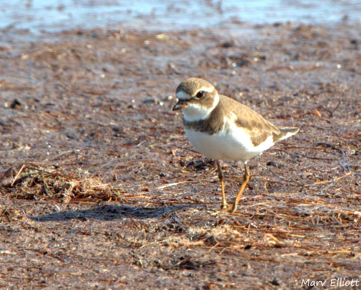 Semipalmated Plover - ML24446961