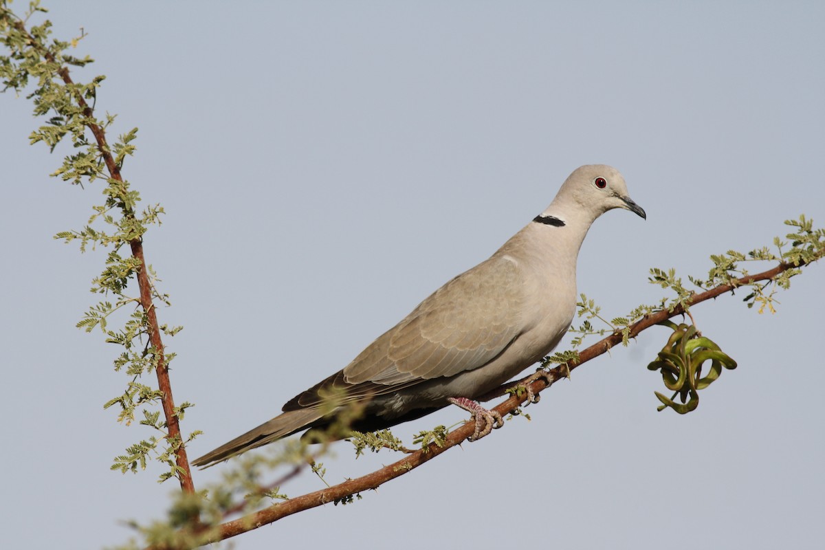 Eurasian Collared-Dove - george parker