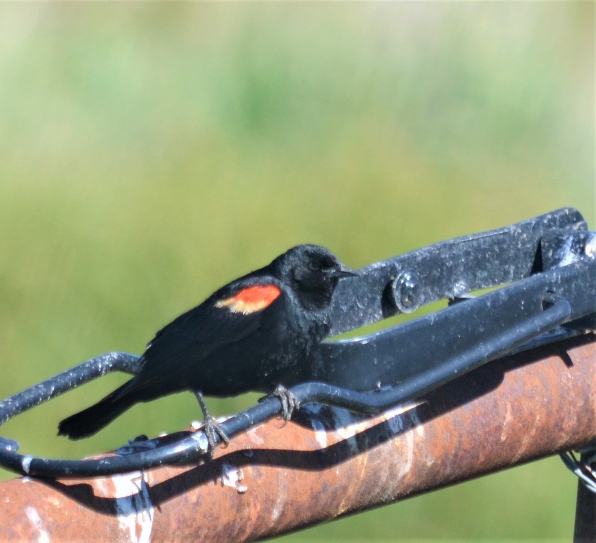 Red-winged Blackbird - Sami LaRocca