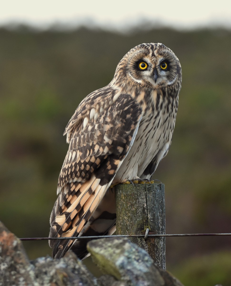 Short-eared Owl - Colin Barrett