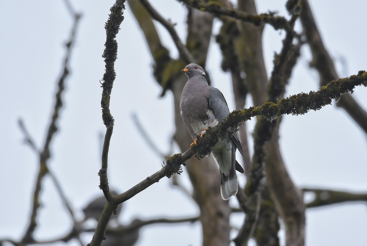 Band-tailed Pigeon - ML244478821
