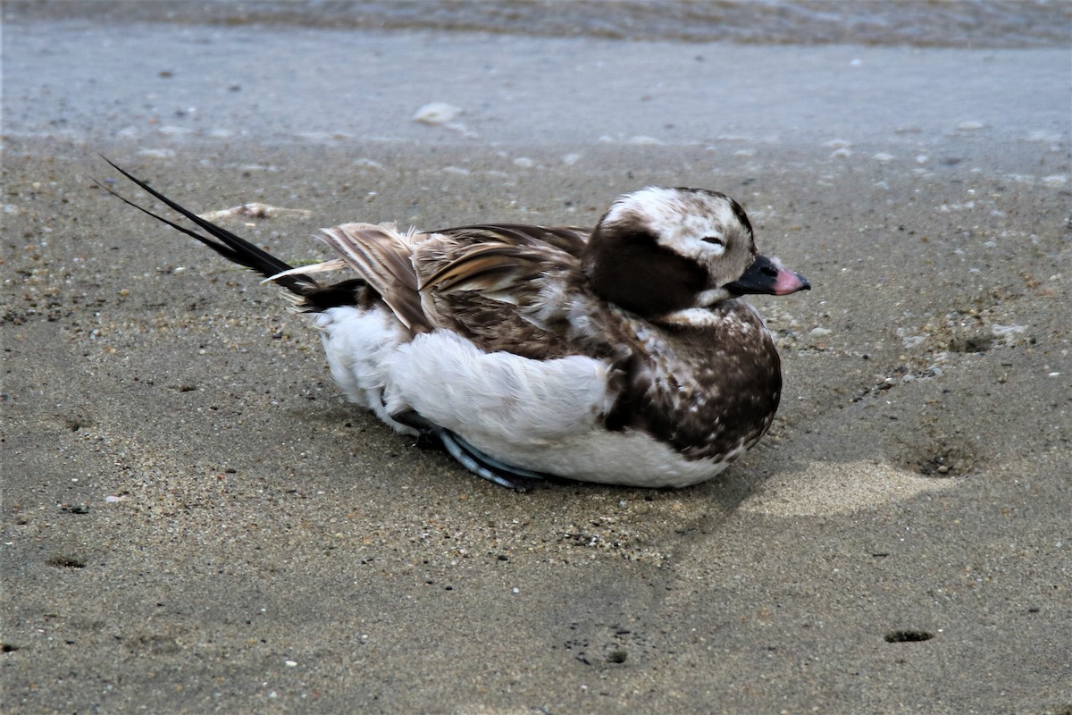 Long-tailed Duck - Gerick Bergsma