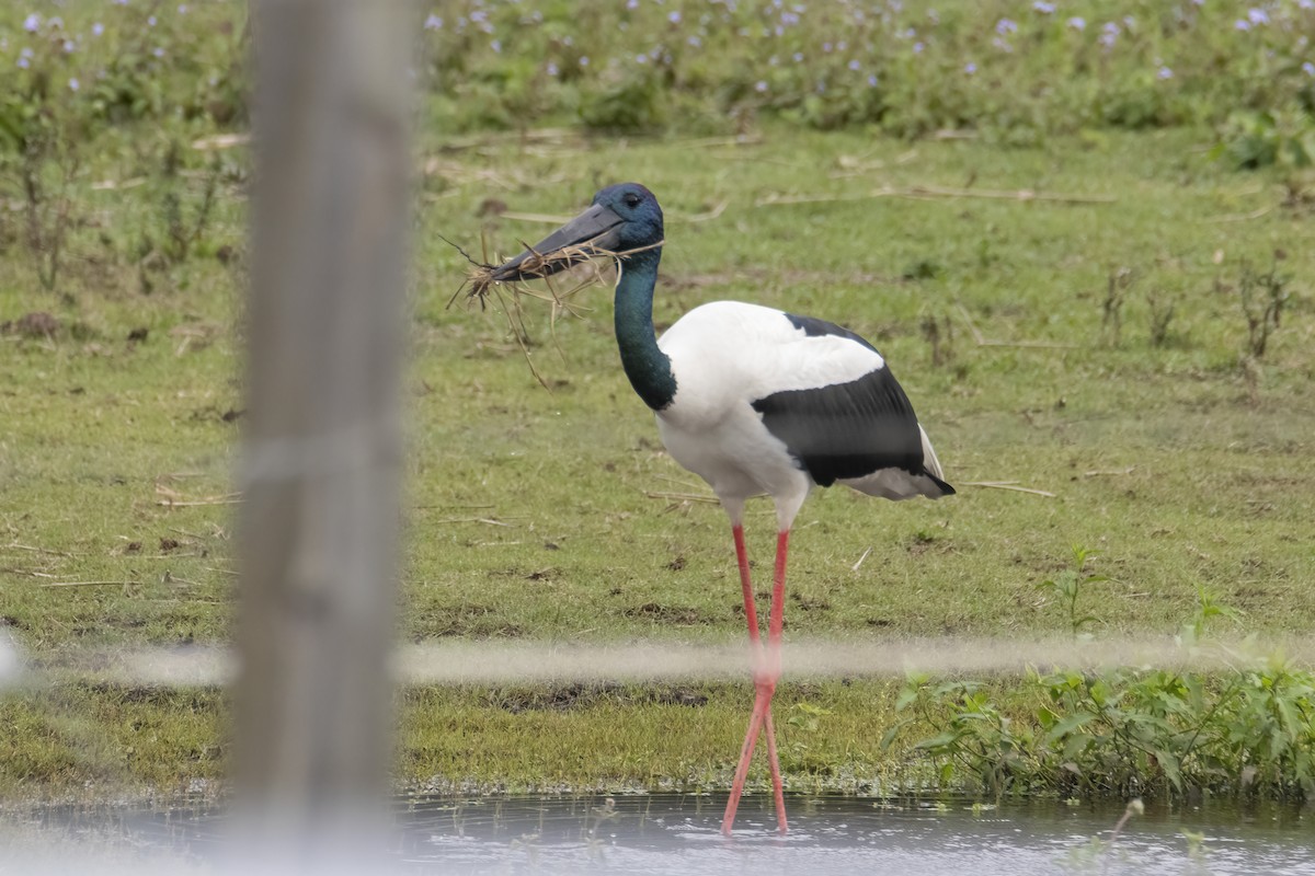 Black-necked Stork - ML244479711