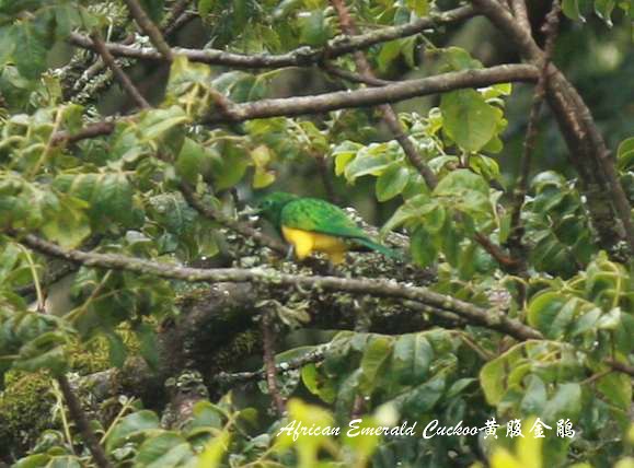 African Emerald Cuckoo - Qiang Zeng