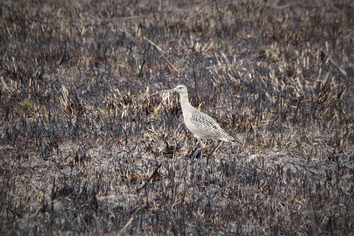 Long-billed Curlew - Angel Zakharia