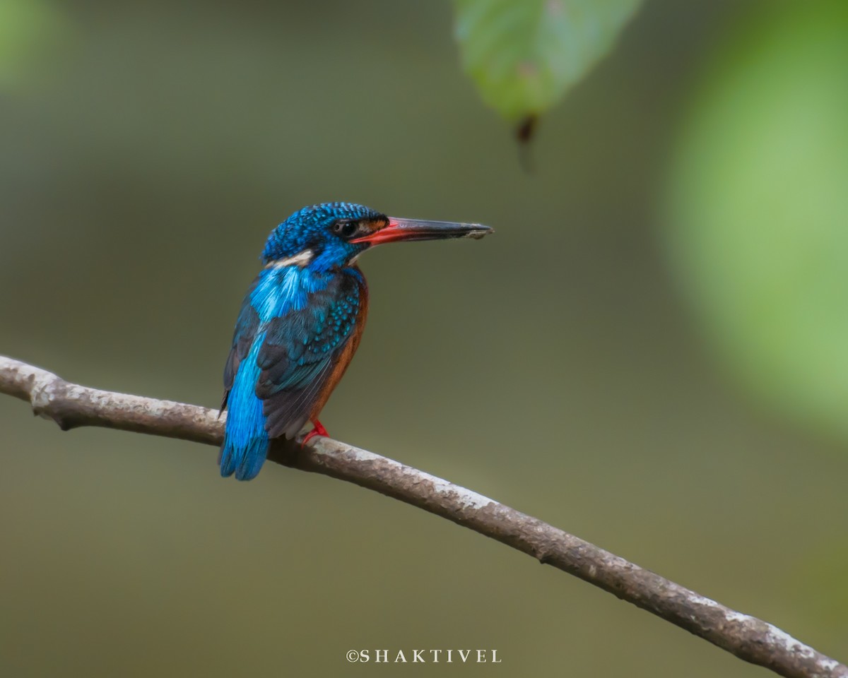 Blue-eared Kingfisher - Shakti - Tribesmen.in