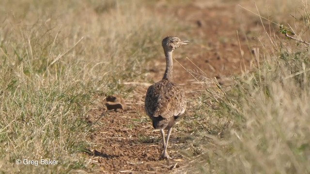 Red-crested Bustard - ML244486421