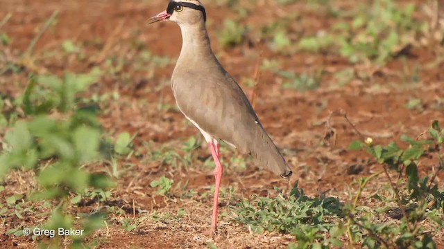Crowned Lapwing - ML244486521