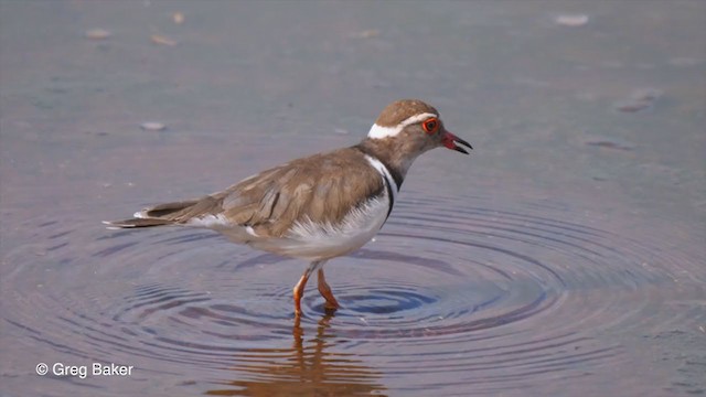 Three-banded Plover - ML244486541