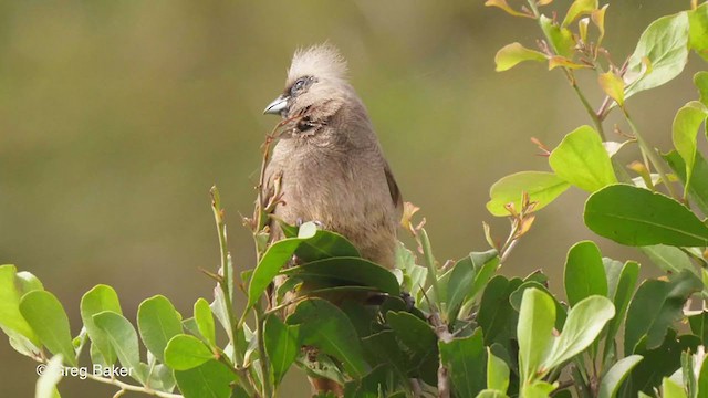 Speckled Mousebird - ML244486661